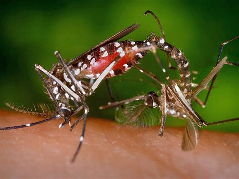 Tropical mosquito.